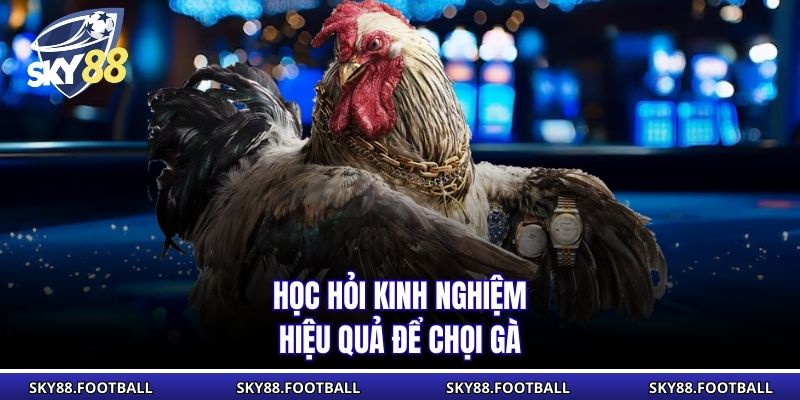 Học hỏi kinh nghiệm hiệu quả để  chọi gà