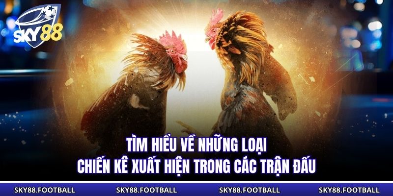 Tìm hiểu về những loại chiến kê xuất hiện trong các trận đấu